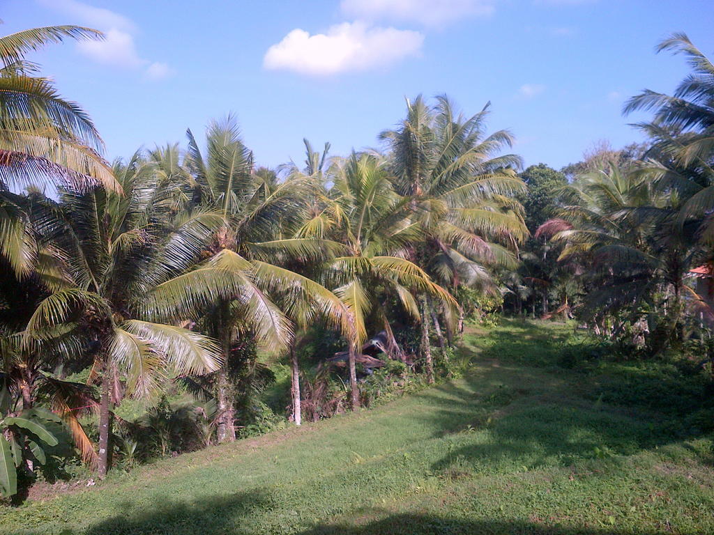 Guest house Dewa House Bisma 2*