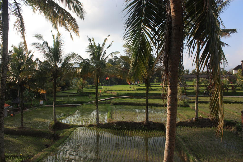 Dewa House Bisma Ubud (Bali)